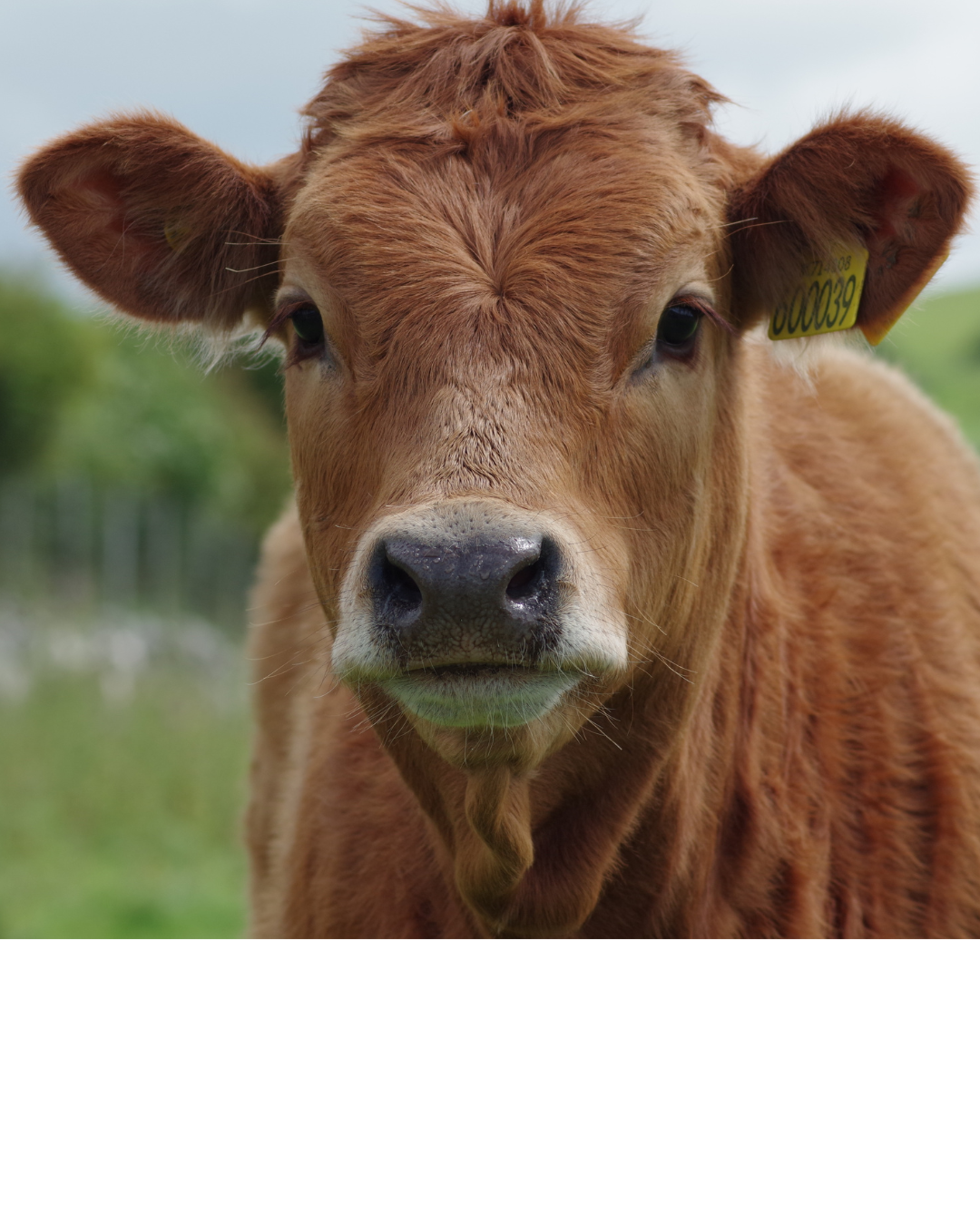 Picture for category Livestock 